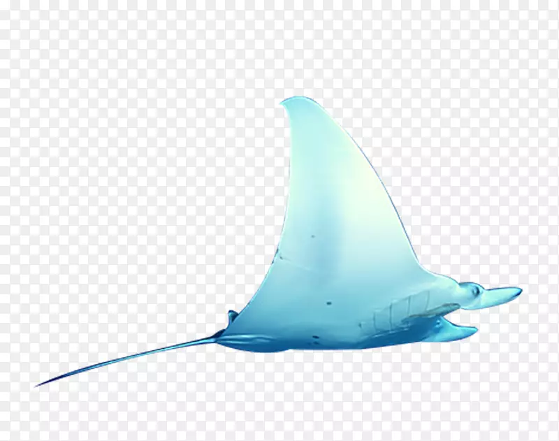 鲨鱼水液体绿松石-海鱼