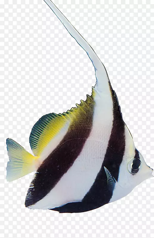 热带鱼类鲫鱼水生植物.彩色鱼