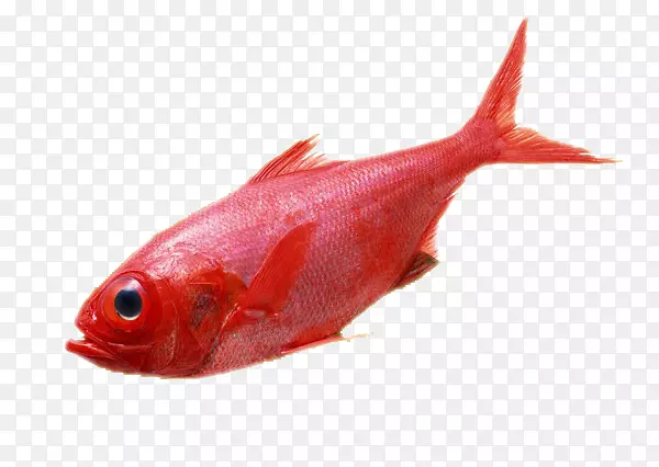 红海鱼