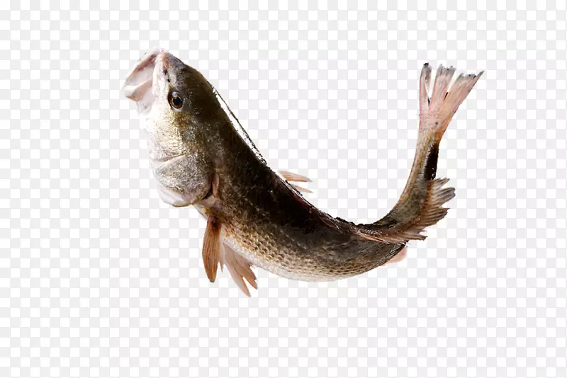 鱼类-鱼类跳跃