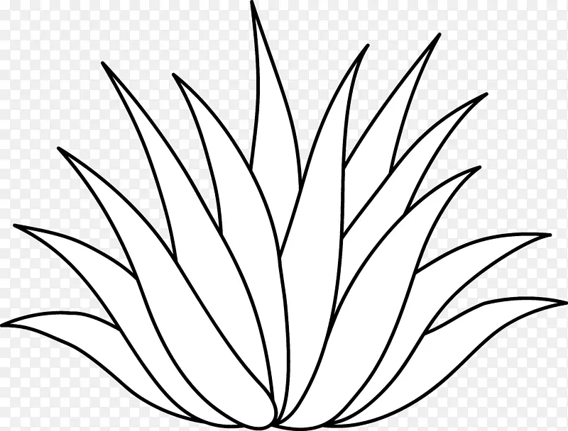 世纪植物龙舌兰芦荟图夹艺术植物科学剪贴画