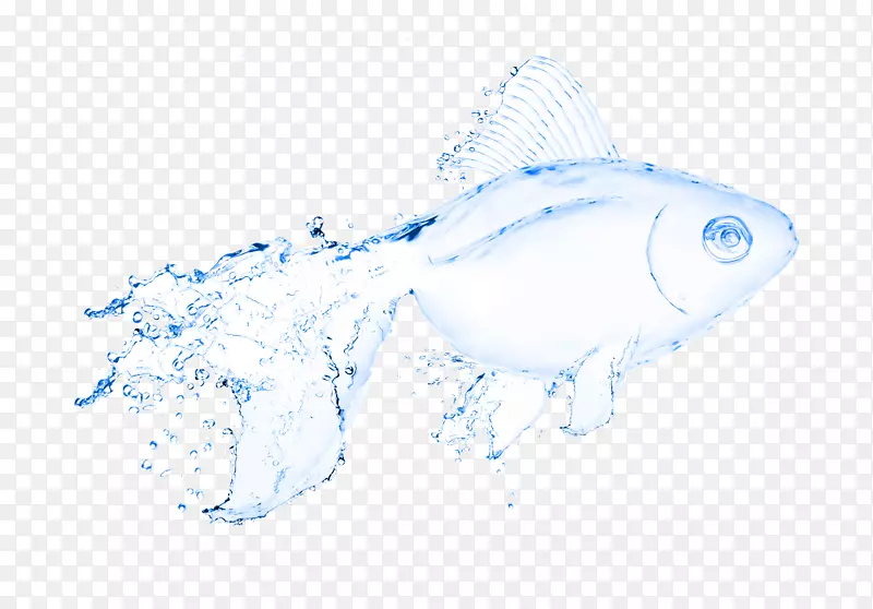 水鱼种群摄影插图.透明鱼