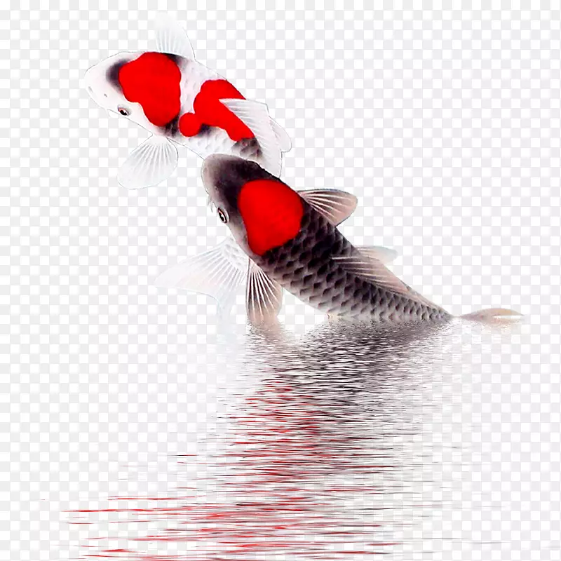 锦鲤电脑图标-水鱼
