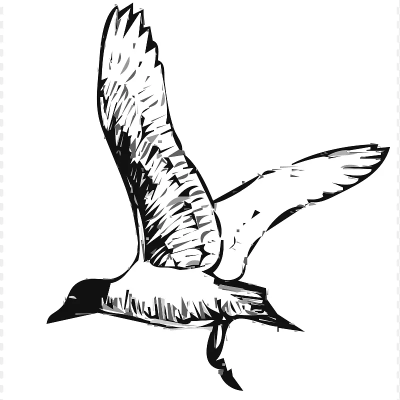 海鸥鸟夹艺术.鸟类图形