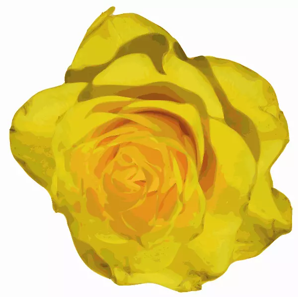 玫瑰黄花剪贴画-黄玫瑰图片