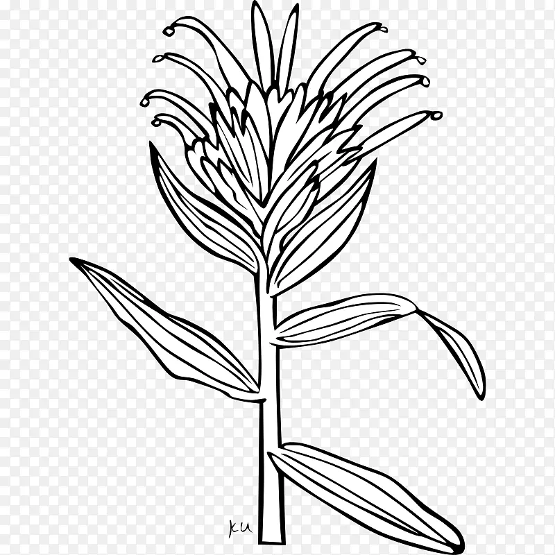 怀俄明州印度Castilleja minata Castilleja linariifolia剪贴画-公共领域图纸