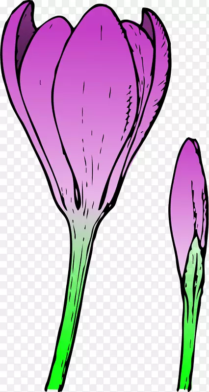 花蕾番红花剪贴画-免费春季剪贴画