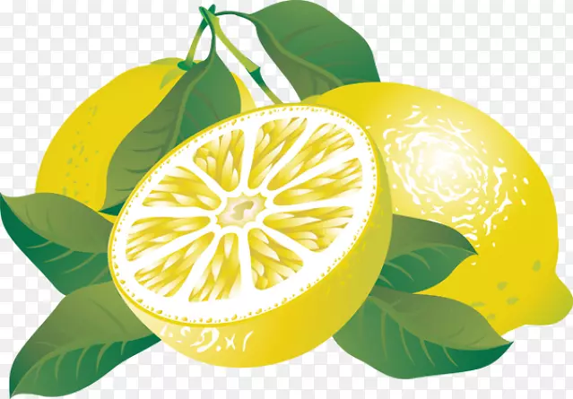 无柠檬含量剪贴画.柑橘类