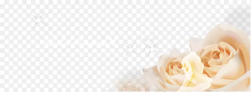 花园玫瑰，桌面壁纸，花卉设计，花瓣-黄玫瑰梦遮阳