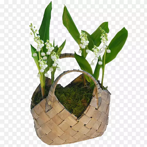 花卉-竹篮植物