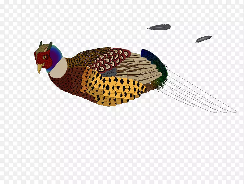 鸟类-计算机图标剪贴画-山鸡剪贴画