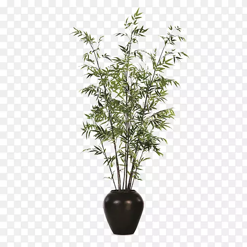 花盆竹、室内植物、无花果黑锅、盆栽竹种