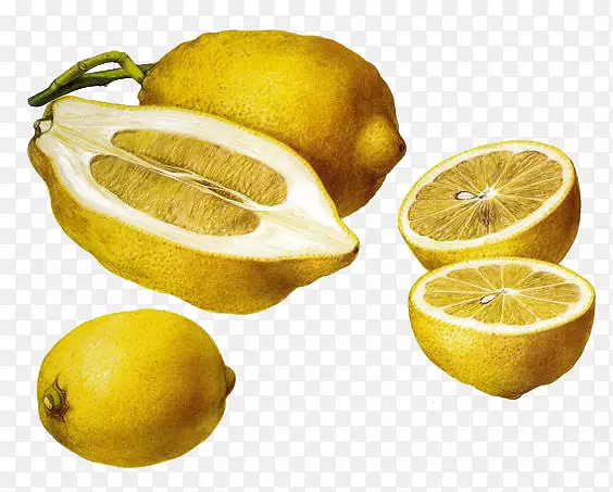 梅耶柠檬果插图-复兴切柠檬