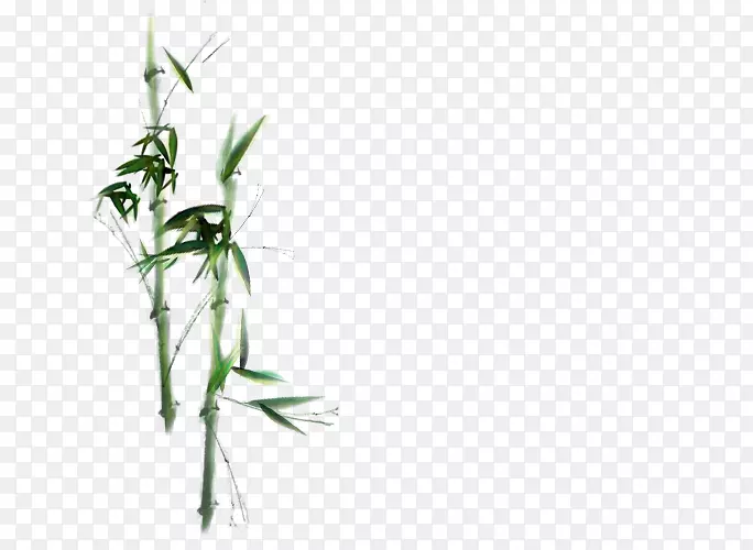 竹枝植物茎-手绘竹