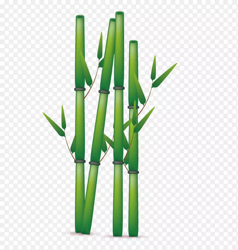 竹子-绿竹