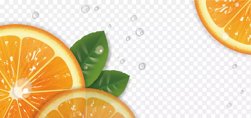 柠檬探戈朗格普尔柑橘橘子葡萄柚手绘柠檬
