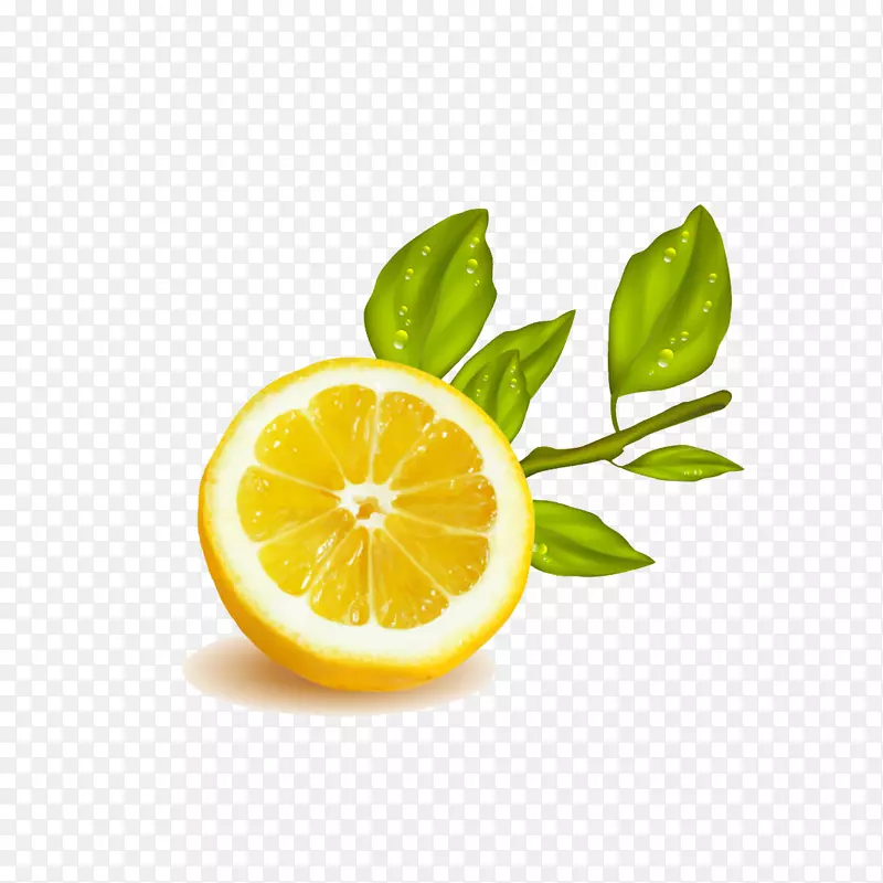 柠檬酸橙水果插图-切柠檬黄
