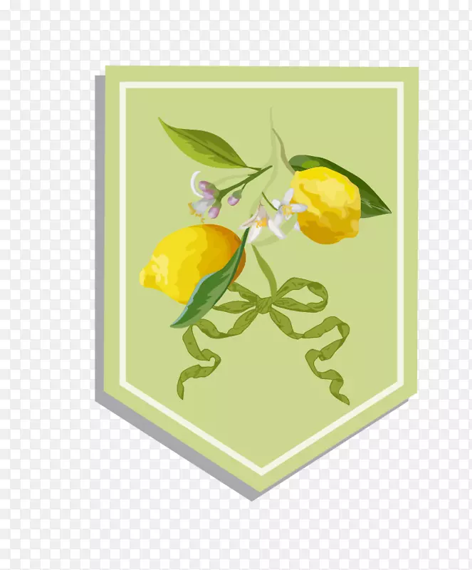 柠檬插图-新鲜柠檬背景