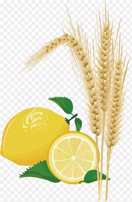 小麦柠檬玉米图片