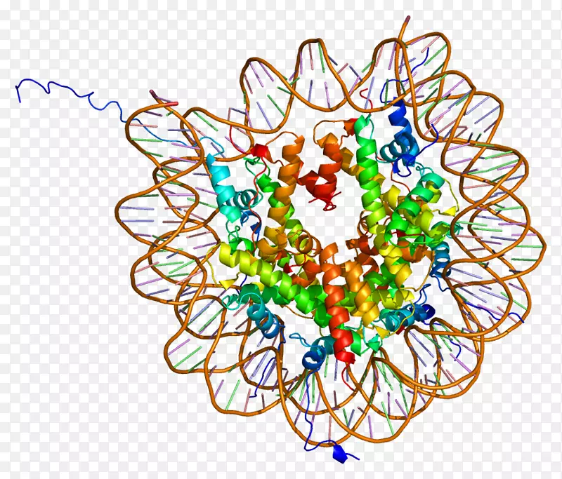 组蛋白八肽翻译后修饰核小体组蛋白H2A动物细胞未标记