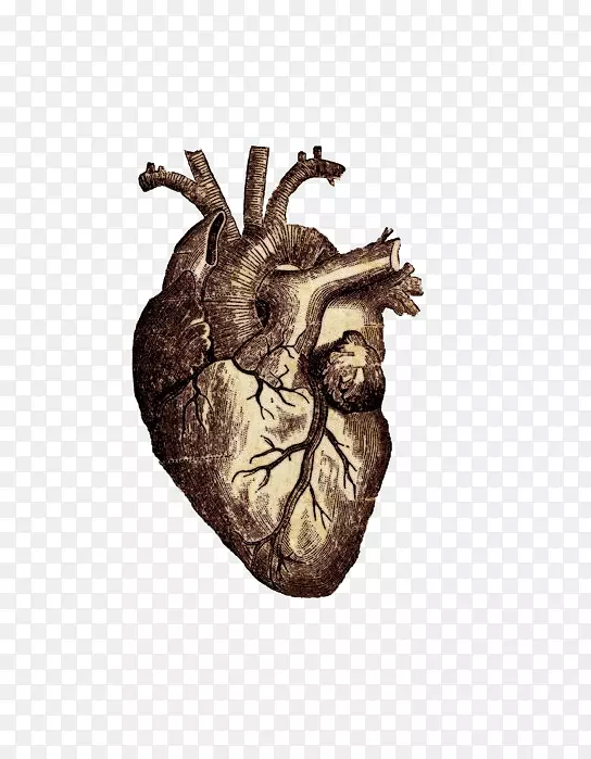 维特鲁维人心脏人体解剖-铜心