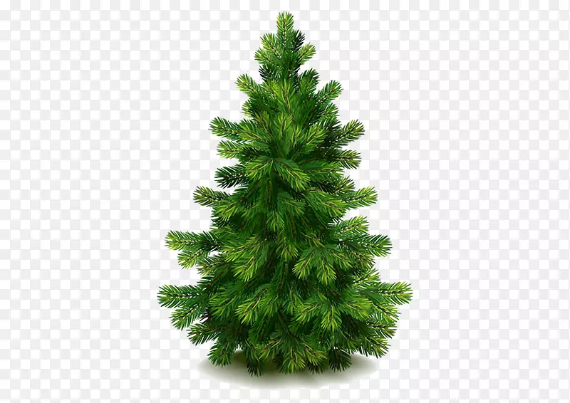 东方白松冷杉-绿色圣诞树