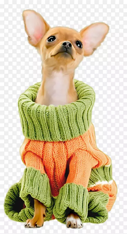 吉娃娃马耳他狗泰奇小狗品种-可爱的穿毛衣小狗
