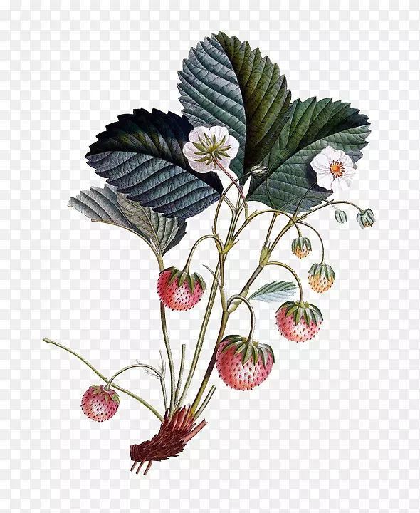 草莓植物插图水彩画插图新鲜草莓植物