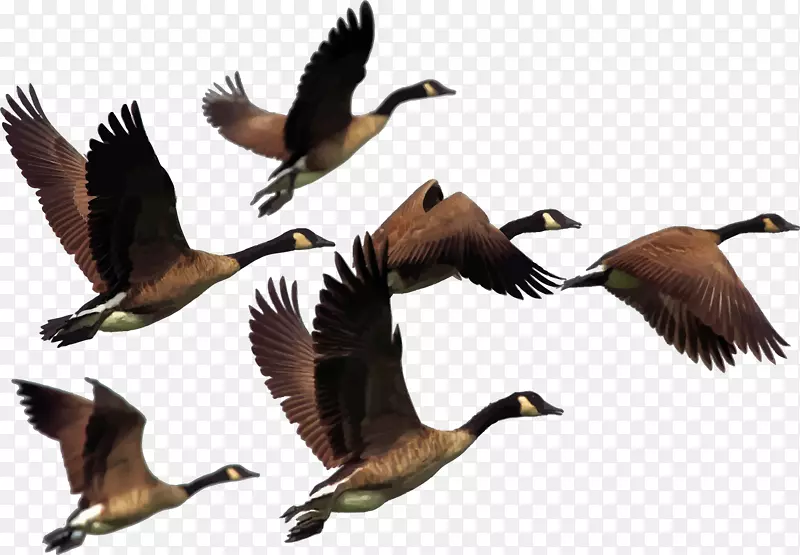 加拿大鹅鸟夹艺术-动物迁徙剪贴画