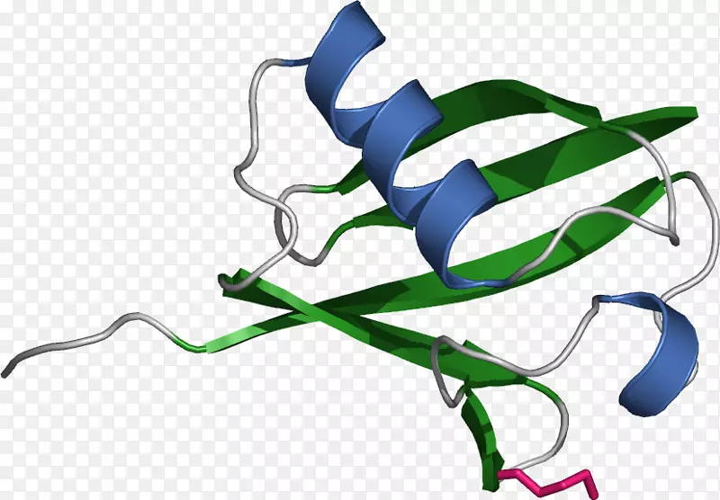 泛素化蛋白组蛋白酶体-大肠杆菌卡通
