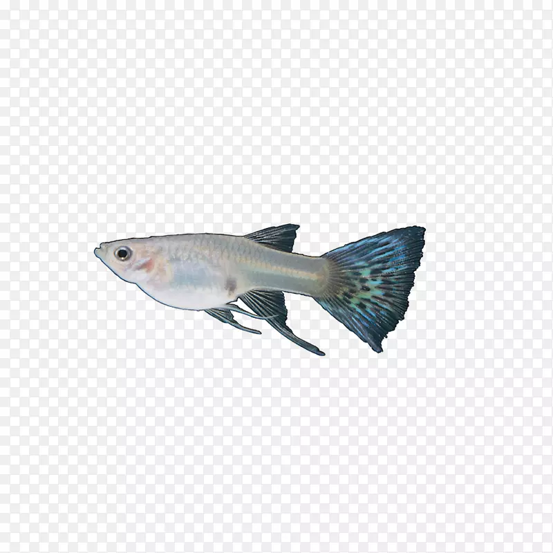 鱼尾蓝鱼红虫鱼