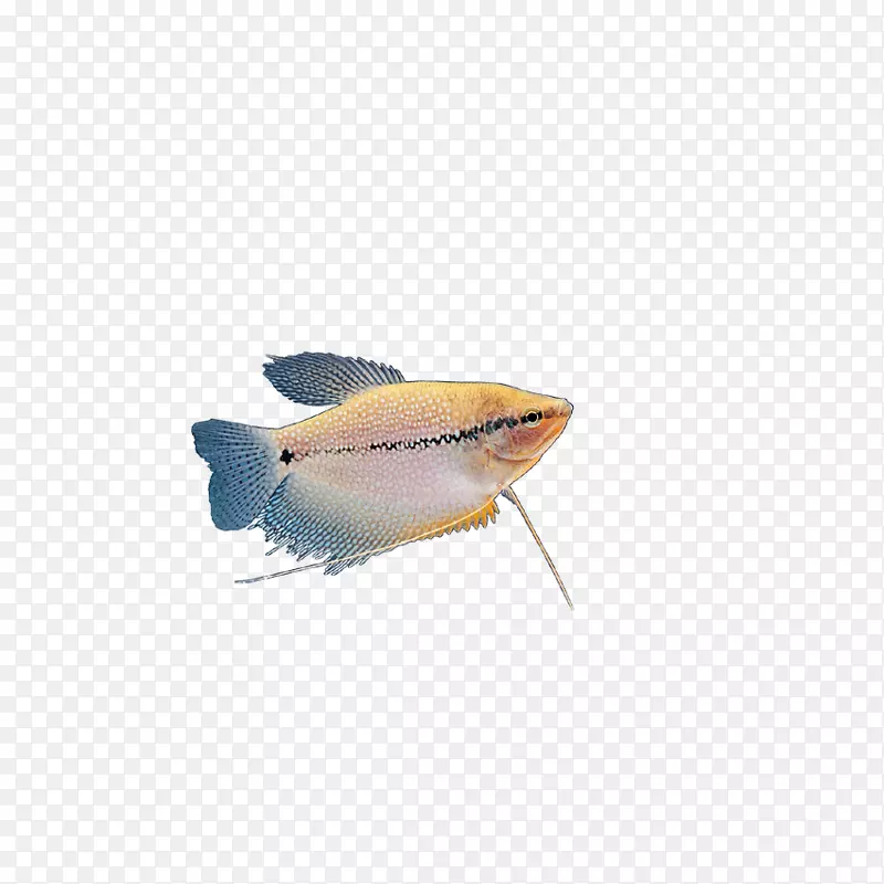沙丁鱼-昆虫、鱼类