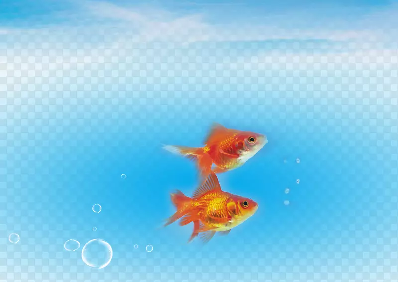 鲫鱼(Carassius Auratus)-海水中的鱼