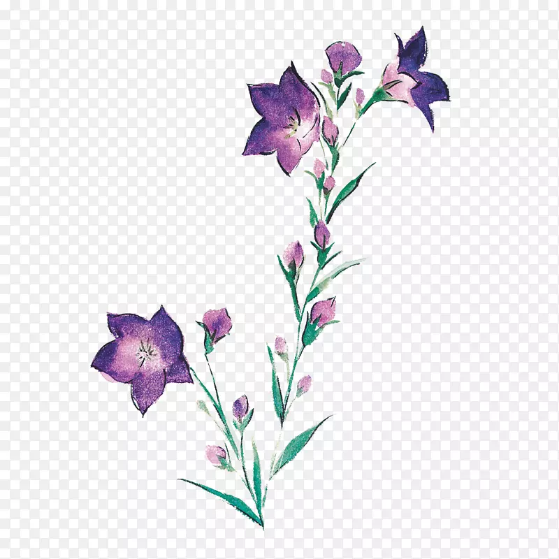 紫花苜蓿纸黑色医生水彩画插图古董珠宝卡通素描