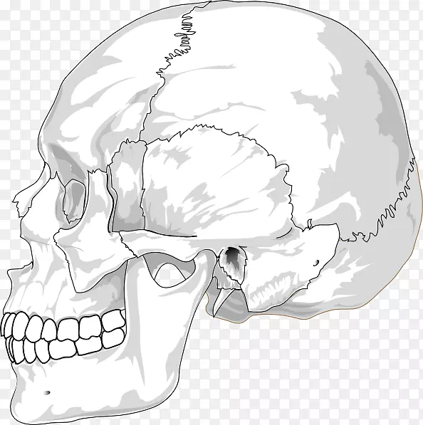 头盖骨人头人体骨骼剪贴画头骨轮廓