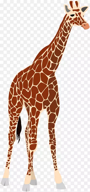 Okapi西非长颈鹿免费剪贴画长颈鹿图片