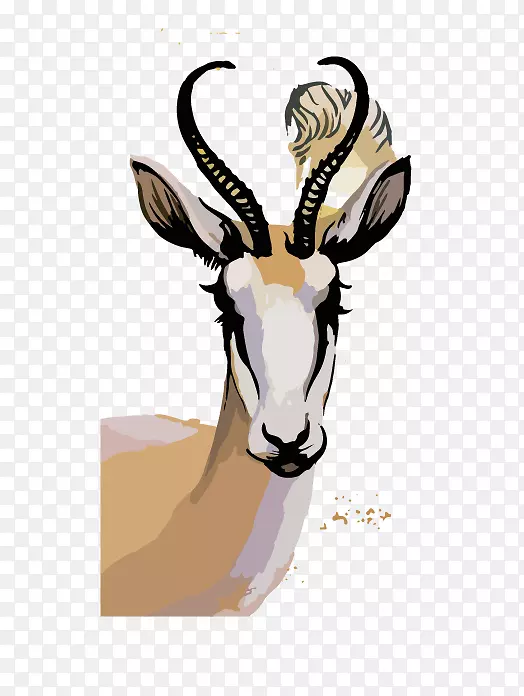 Springbok水彩画摄影插图-羊头