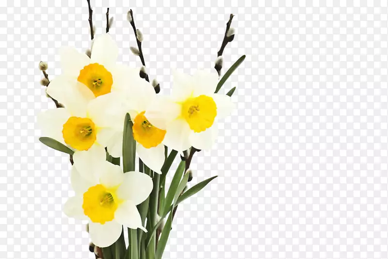 水仙塔泽塔水仙朱古拉花瓣-吸引人的白花