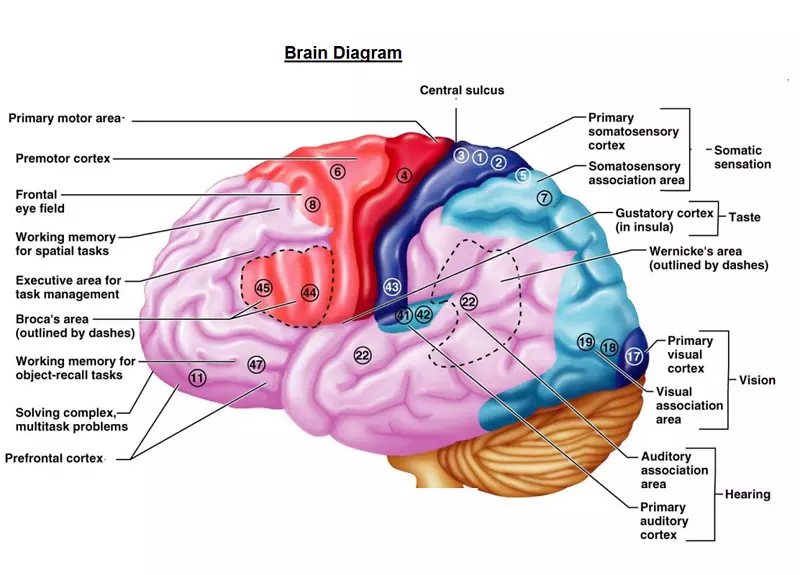 大脑皮层脑功能初级运动皮层脑图
