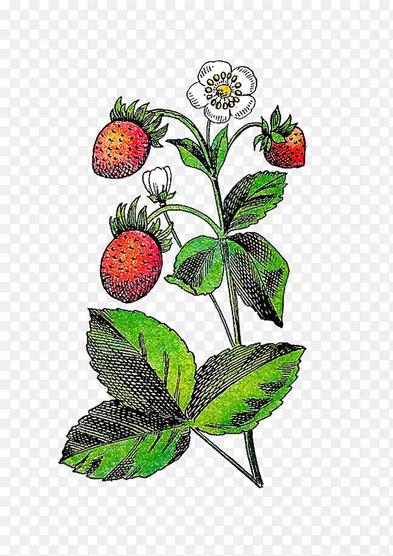 草莓花果植物剪贴画.花卉浆果