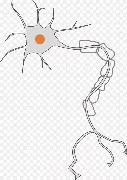 神经元神经系统轴突剪贴术