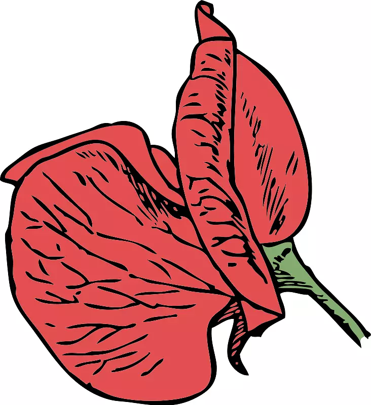 甜豌豆插花艺术-红花夹