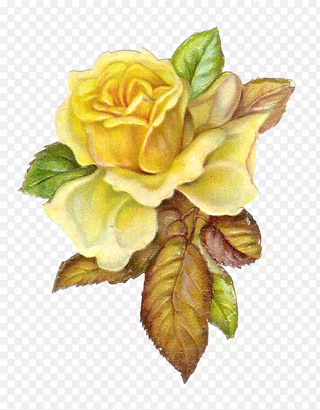 玫瑰黄色插花艺术-天主教玫瑰剪贴画