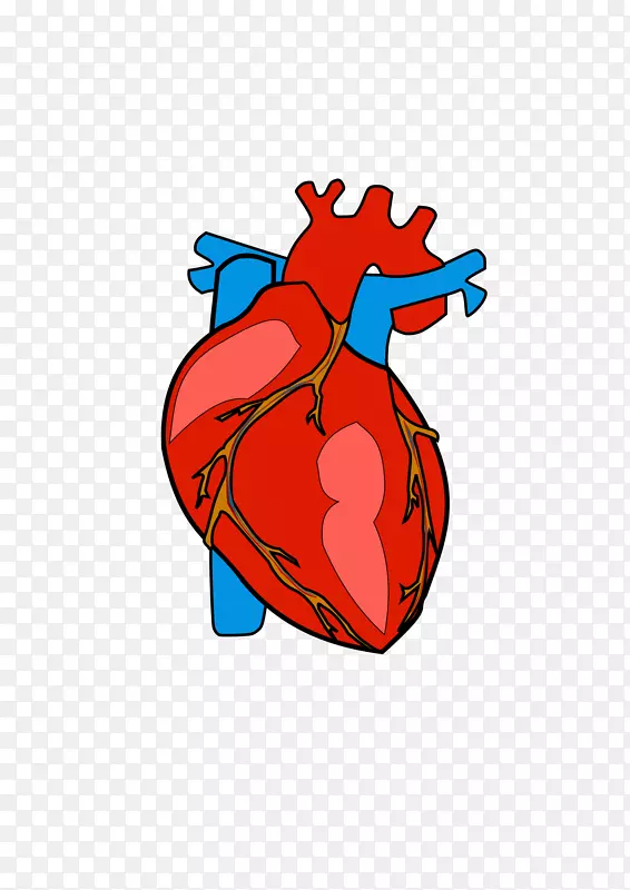 心脏解剖剪辑艺术-心脏身体剪贴画