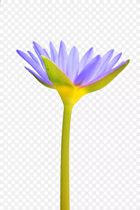 侏儒水-百合花花瓣植物-一种水百合
