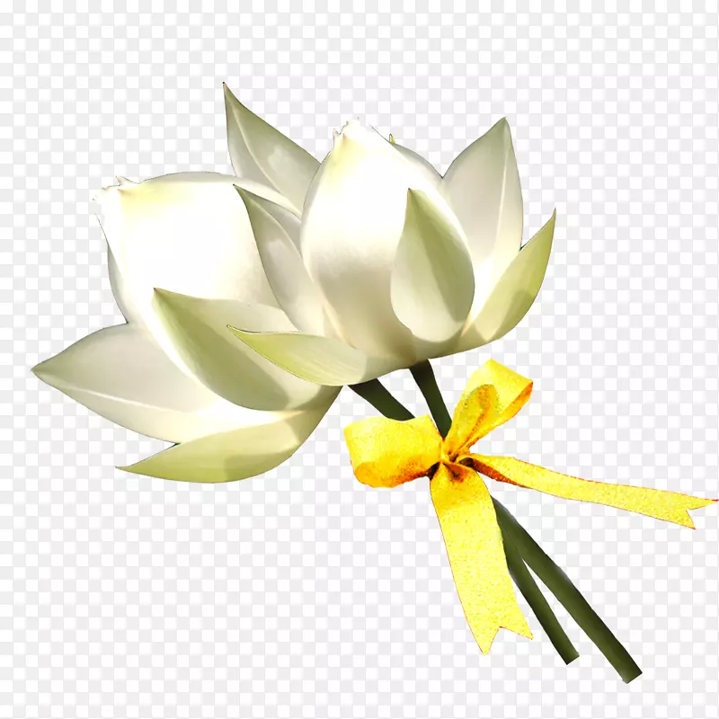 花卉设计百合花白手绘百合花