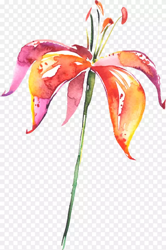 百合花画水彩画.手绘百合