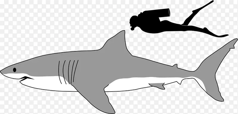 大白鲨巨蟒，虎鲨剪贴画-黑白鲨鱼图片