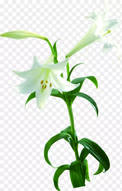 百合花摄影植物-白花百合植物