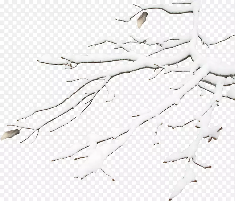 冬天的雪花免费-冬天的树枝